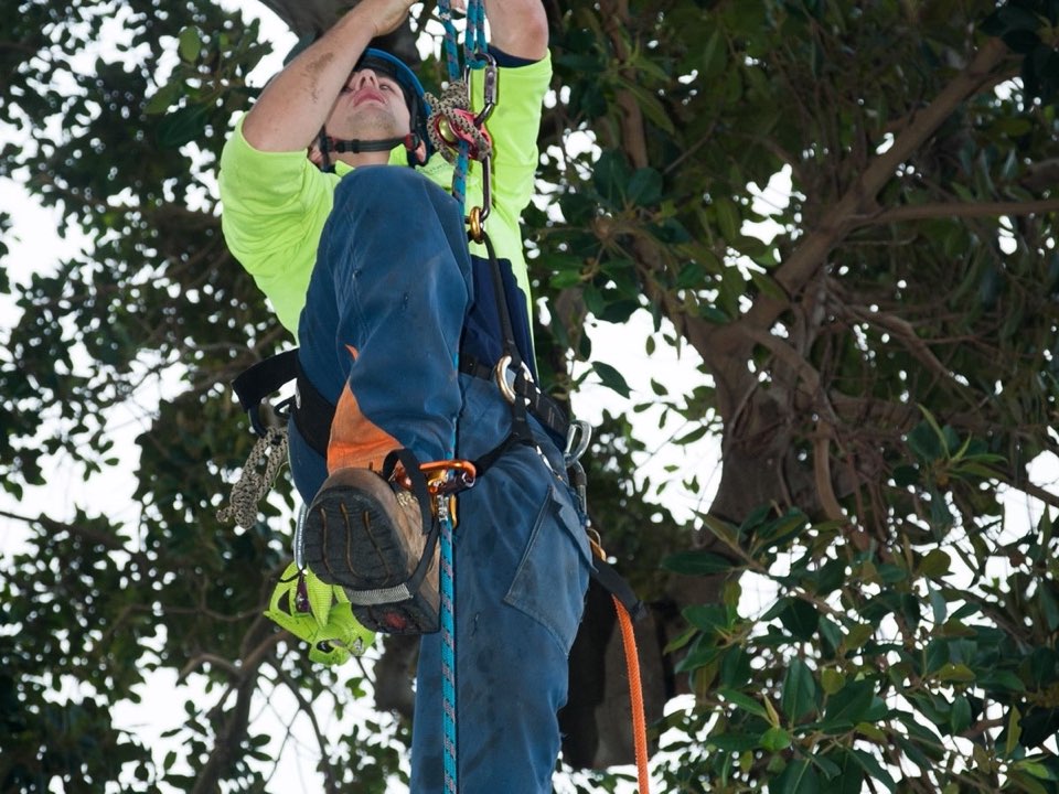 Qualified arborist working in a mature tree during an Enviro Trees UK survey in Tyne and Wear