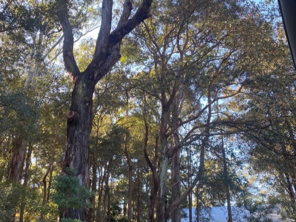 Mature trees in Tyne and Wear parkland with a property visible in the background